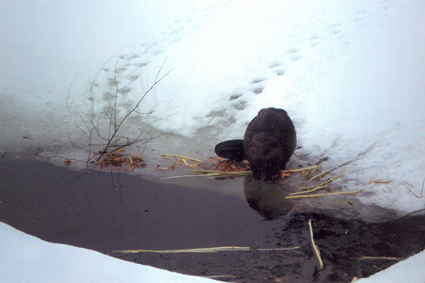Ontario Snowmobile Trails